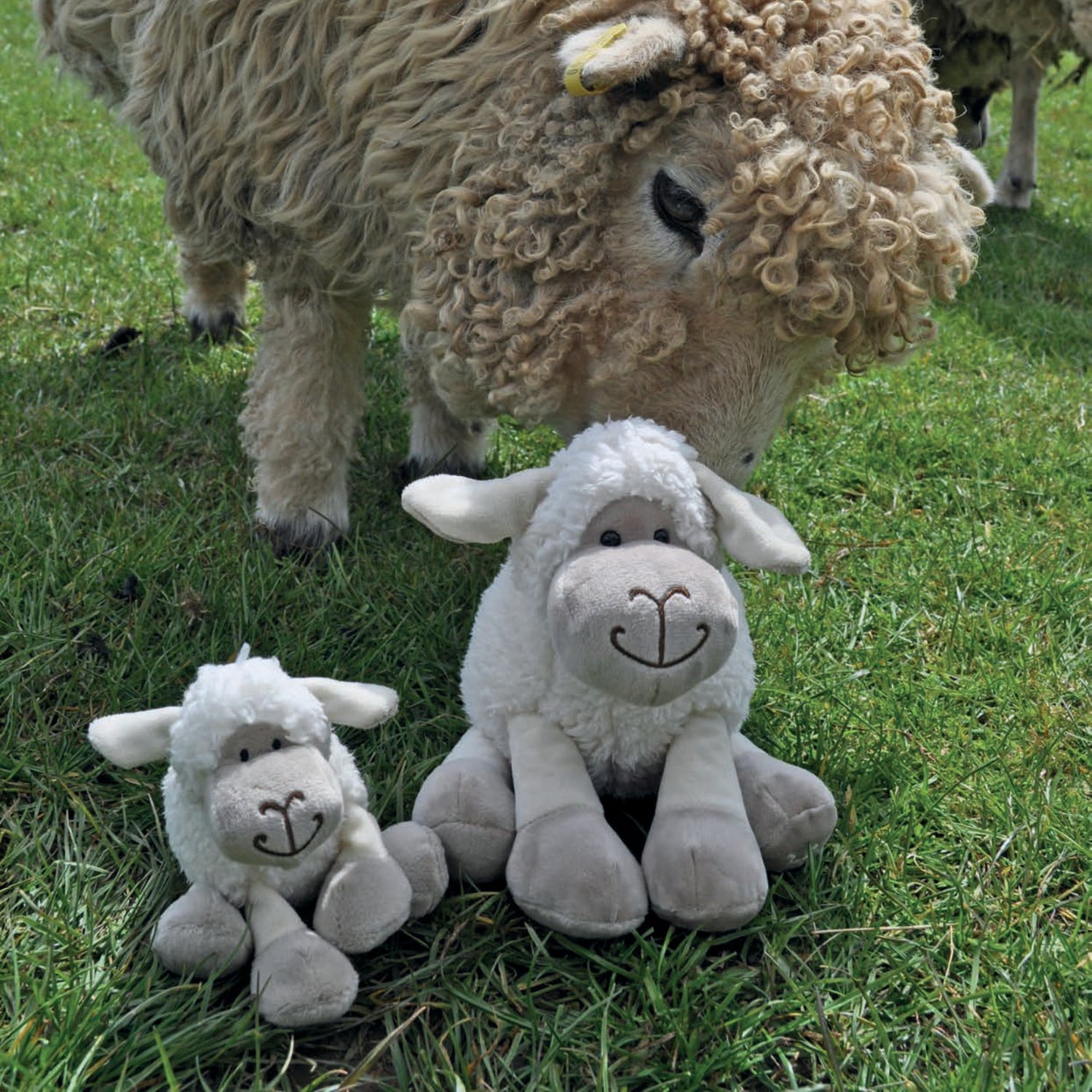 Snuggly Sheep