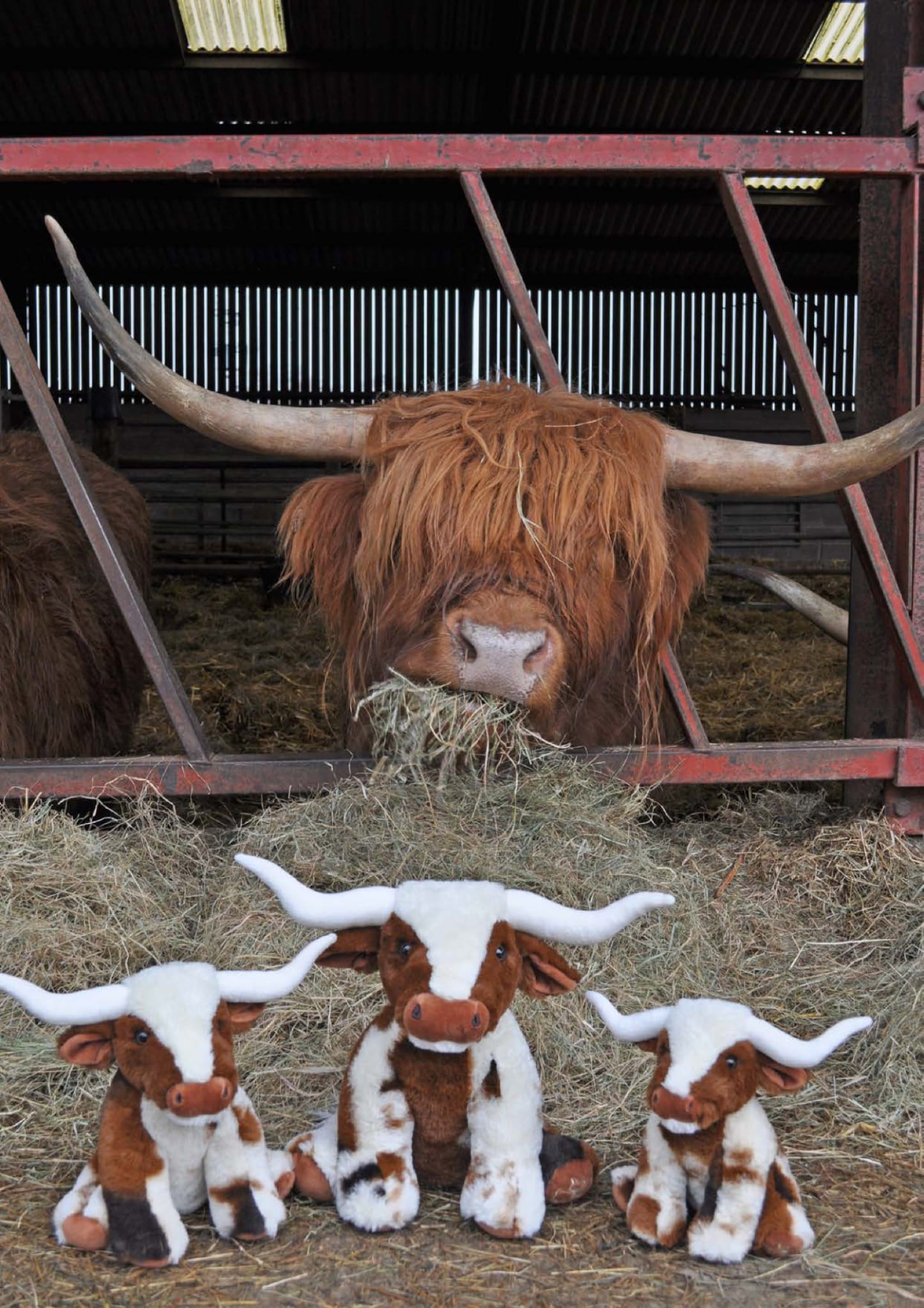 Texas Longhorn