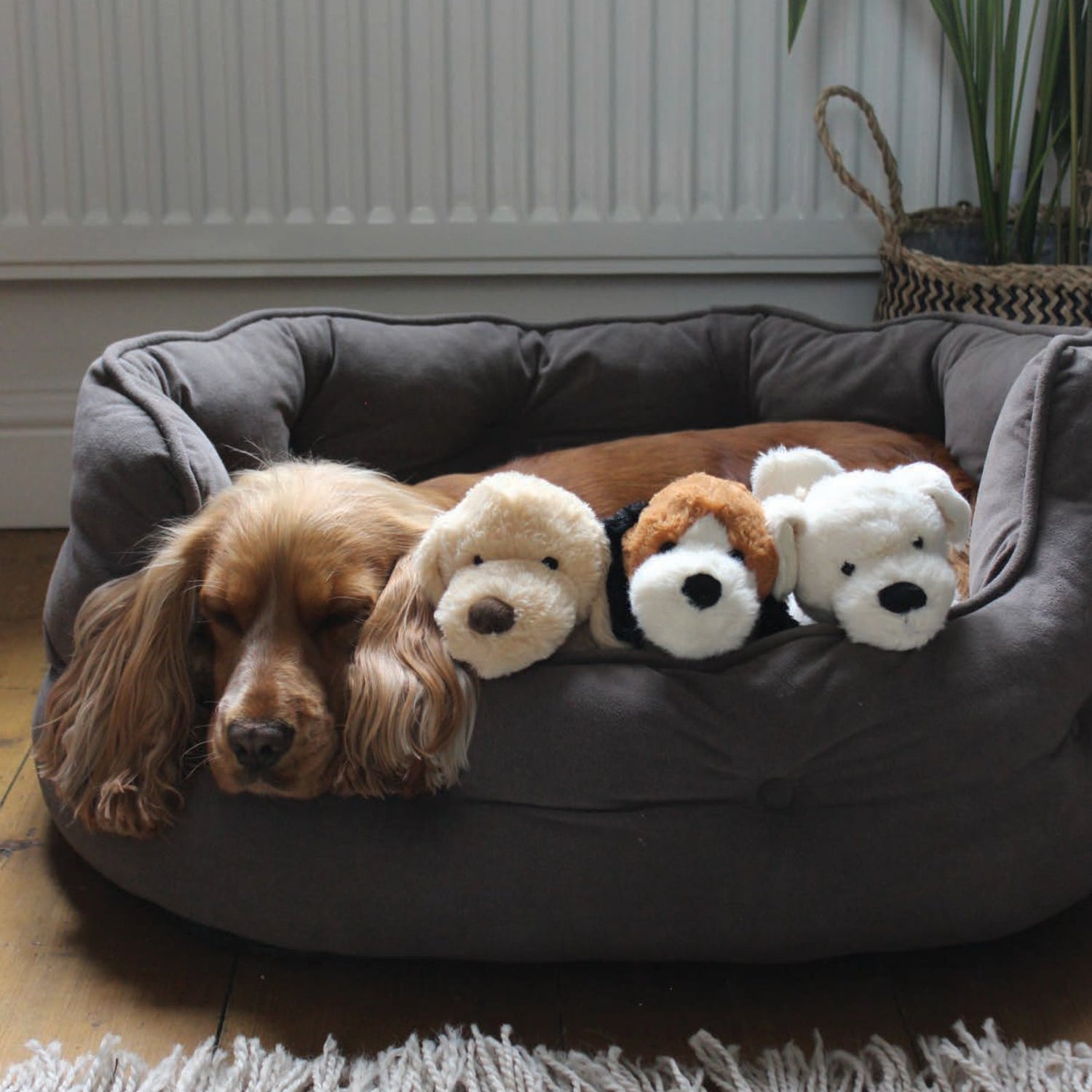 Delightful Dogs