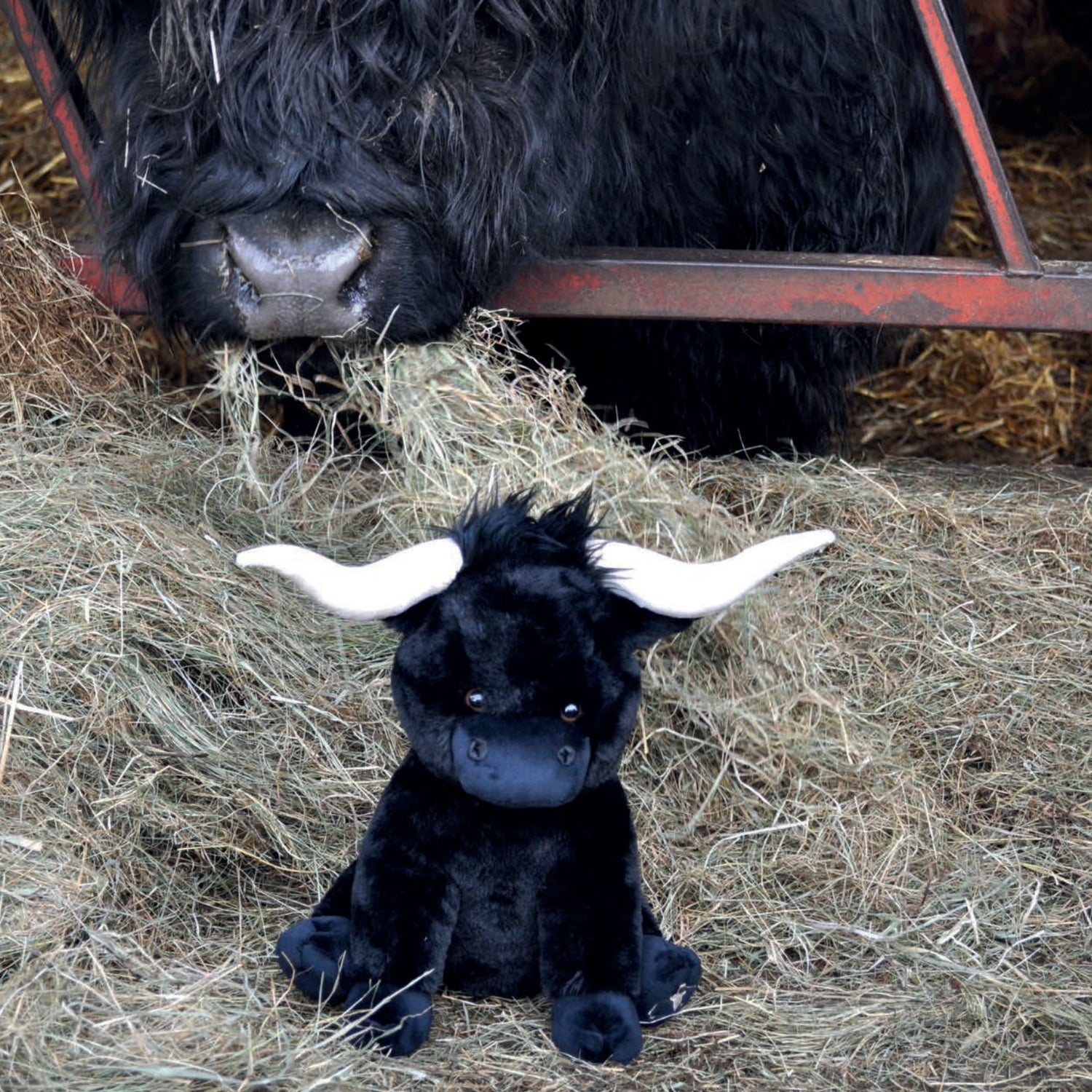 Black Texas Longhorn