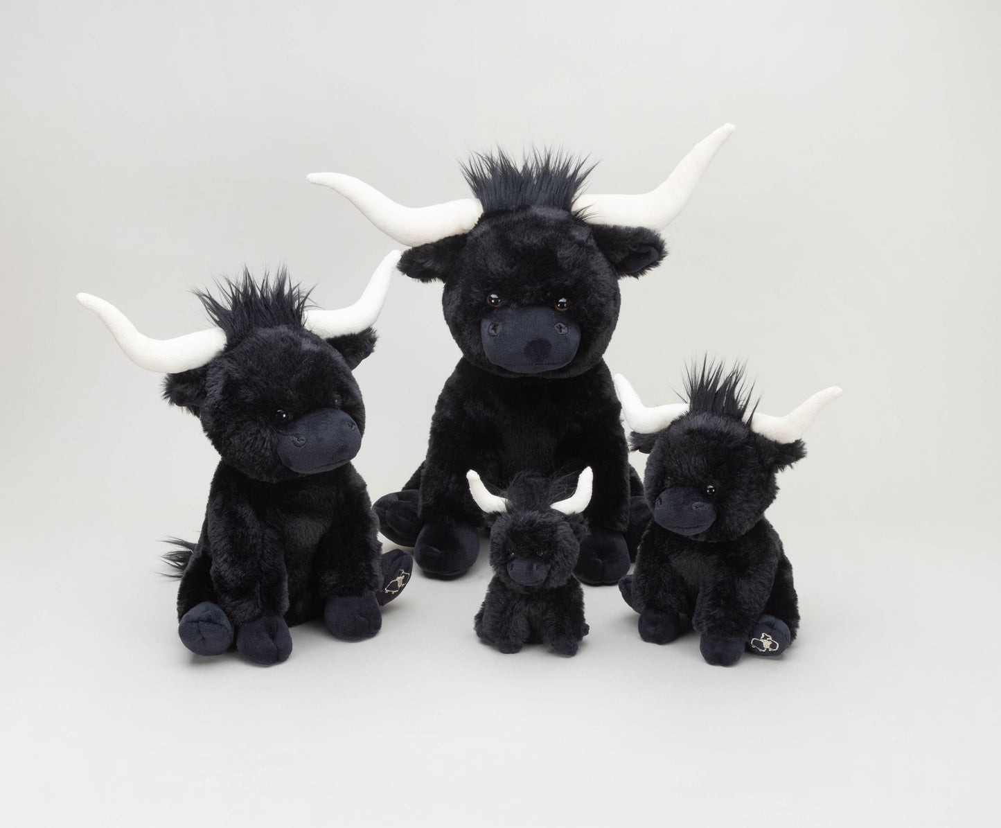 Small Black Longhorn Cow